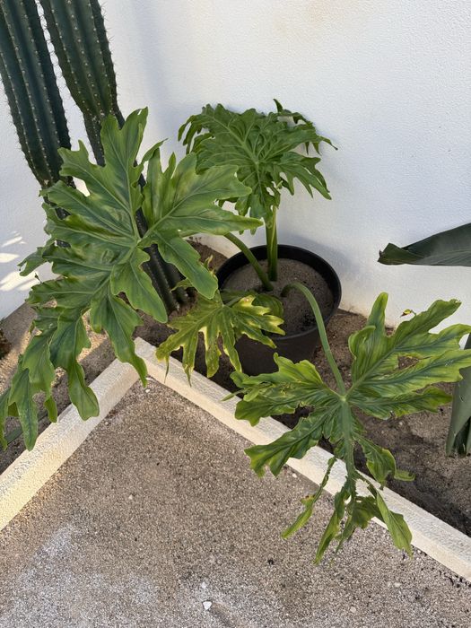 Planta Philodendro sellum