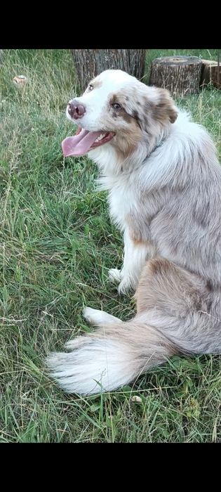 Цуценята Бордер колі