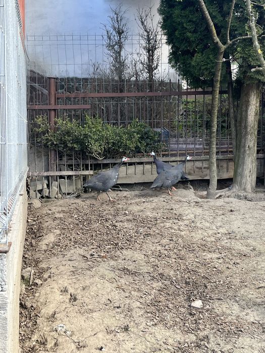 Sprzedam perliczki dwie samice i samca