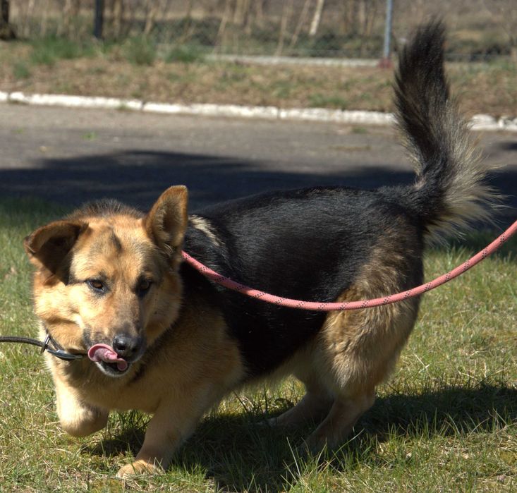 Majki - pies do adopcji!