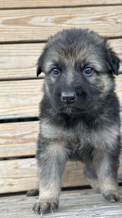 Цуценята німецькоі вівчарки