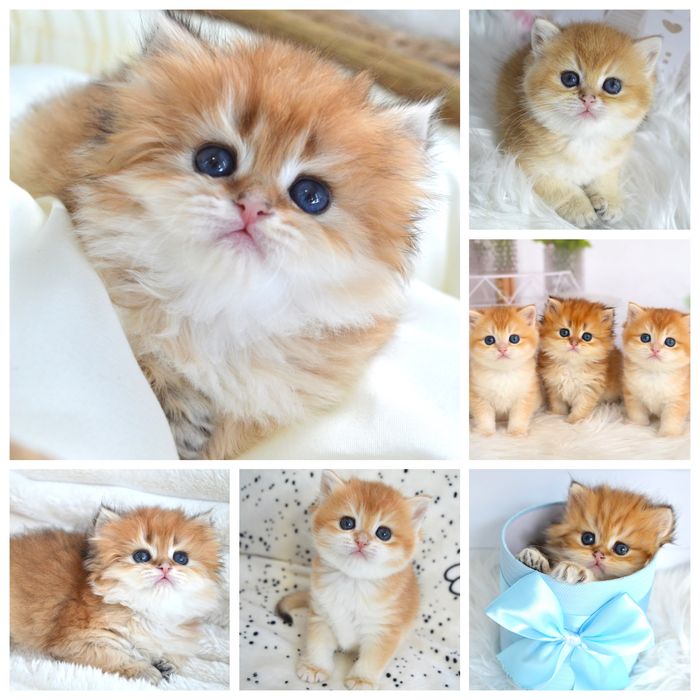 Британская золотая шиншила /британська шиншила / кошенята