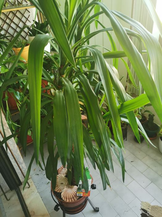 Planta Yucca fantástica