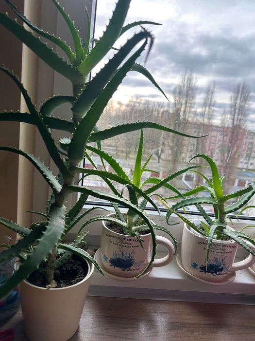 aloes szczepki - artykuy do domu i ogrodu w dobrej cenie