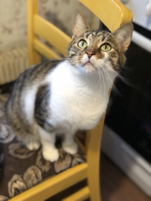 Котик 3 года бесплатно