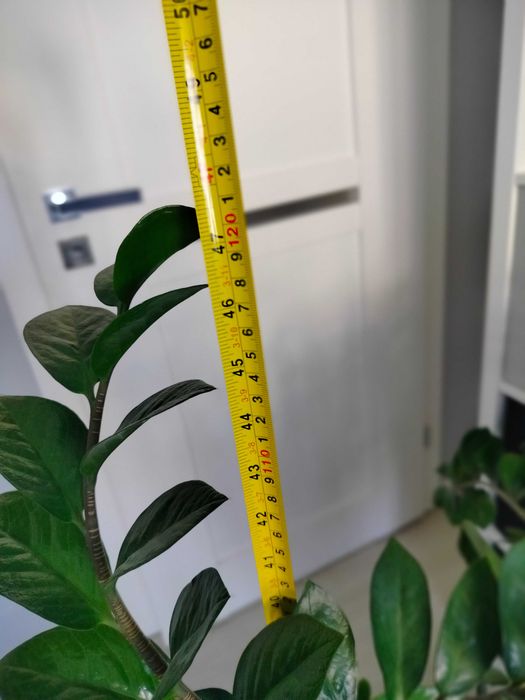 Duży kwiatek zamioculkas 120cm