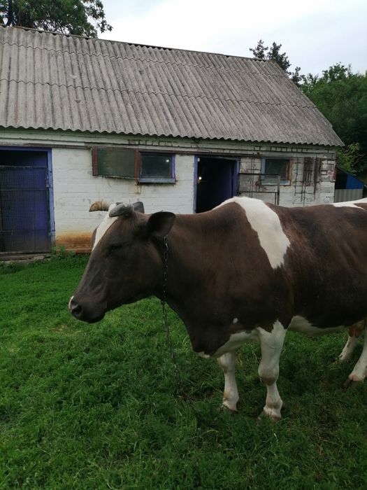 Продам тільну корову