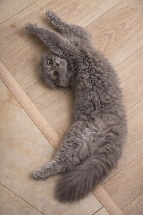 Вʼязка. Шотландський висловухий котик Сулейман (Scottish Fold)