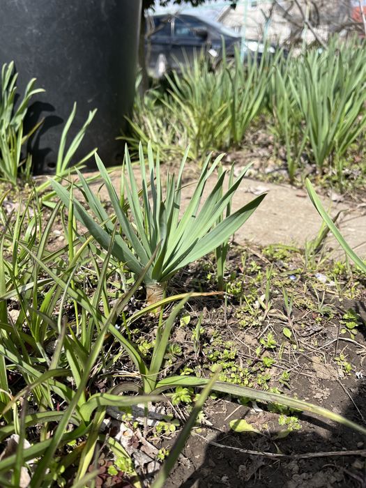 Еремурус и др. растения