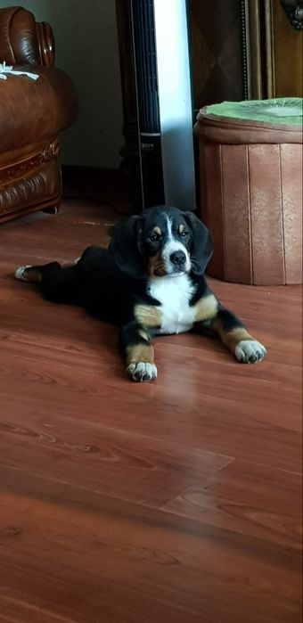 Entlebucher Sennenchund FCI
