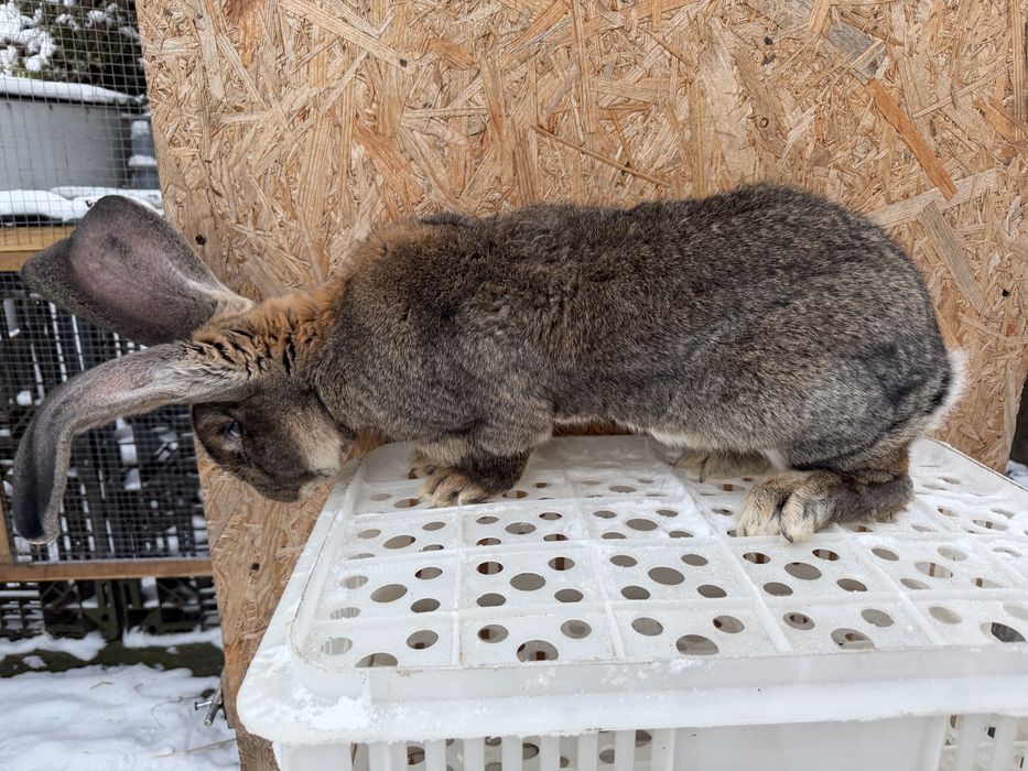 Królik belgijski z rodowodem samiec