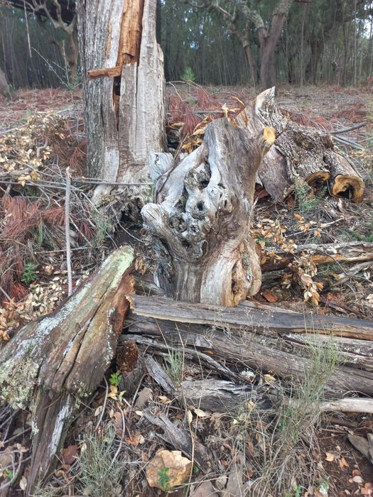 Troncos para aquários