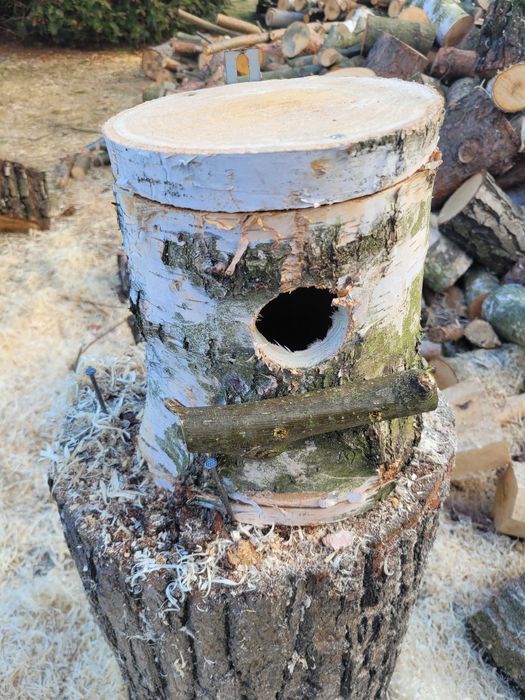 Budki lęgowe z pnia brzozy