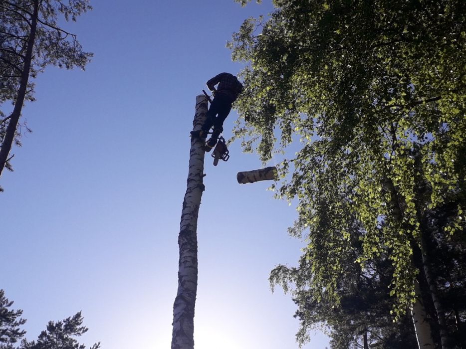 Arborystyczna wycinka drzew