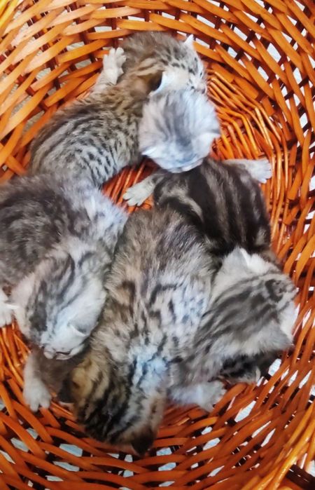 Любвиобильный Самец"Scottish Straight"для вязки