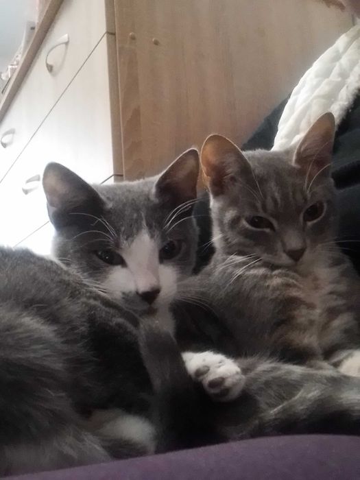 Кіт, кот, кошеня, котенок