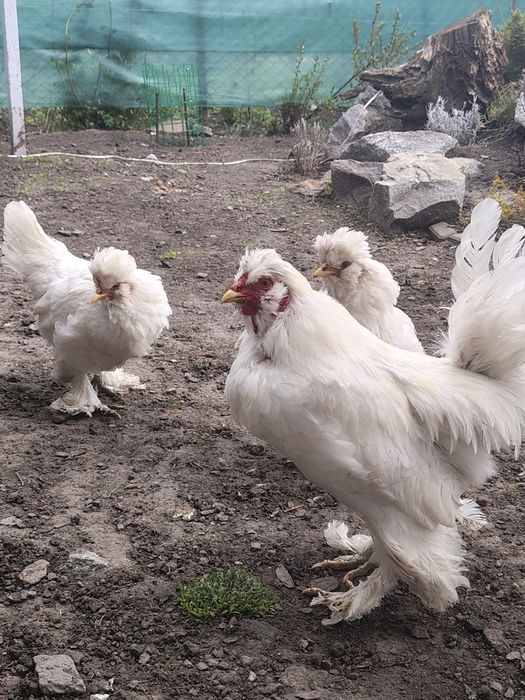 Продам курей породи Павловська(біла)