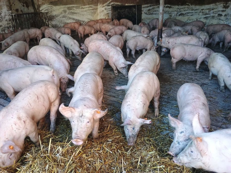 Prosięta,warchlaki 30 kg,duże ilosci