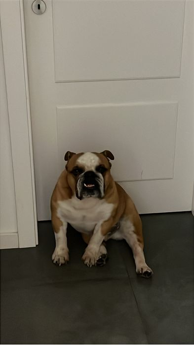 Bulldog Inglês -  Com LOP