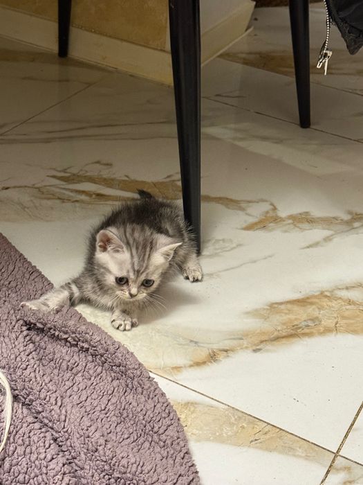 Шотландські кошенята