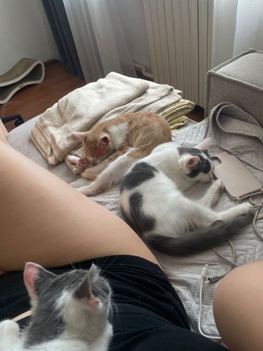 Віддам кошеня в добру родину
