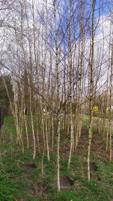 Brzoza 3,5 - 6,5m !!! plantacja
