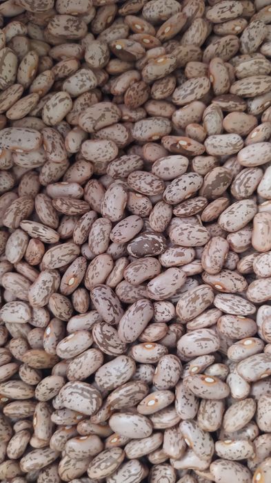 Продам квасолю     урожай 2025 року