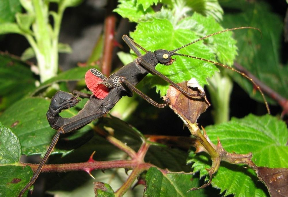 Перуанський кордільерський  палочник (лат. Peruphasma shultei)