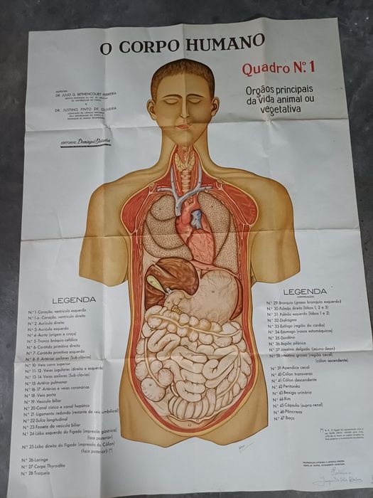 O Corpo humano - papel-