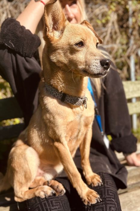 Mały, biszkoptowy piesek Figo do adopcji!