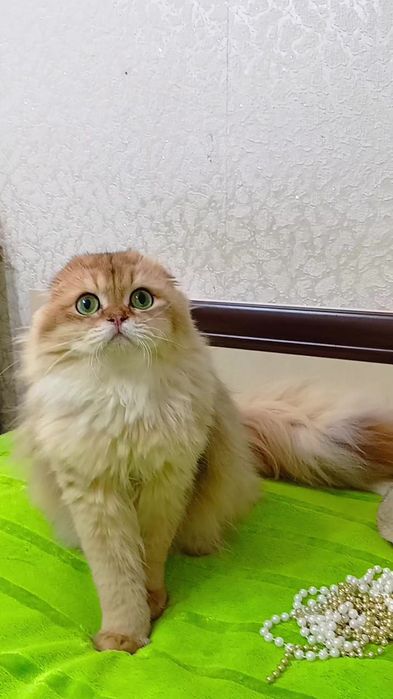 ОЧЕНЬ ласковый котик золотая шиншилла.