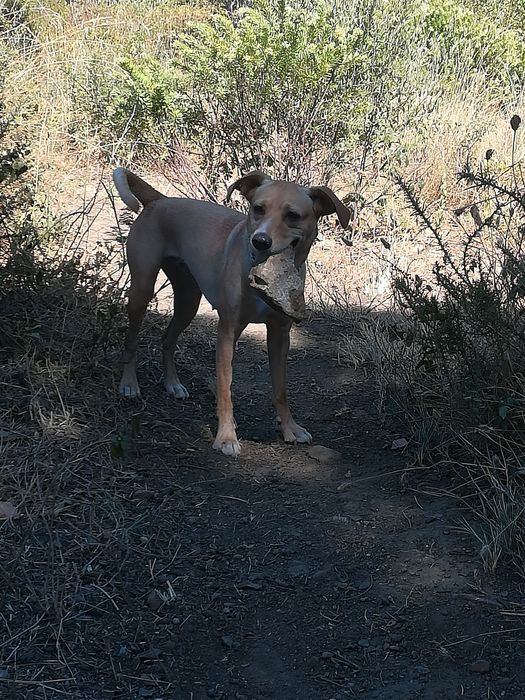 Cães para adoção