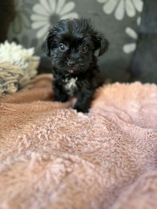 Black czarny york yorkshire terrier chłopiec John