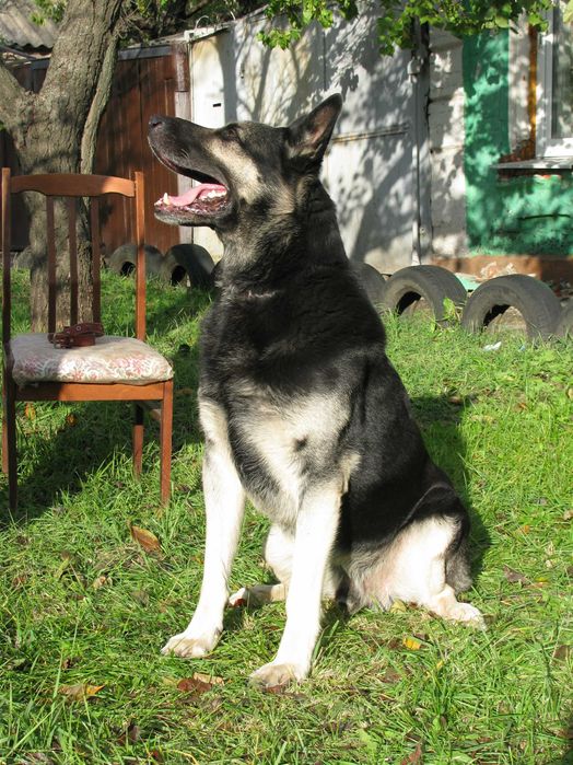 Кобель-производитель Восточно-европейской овчарки(ВЕО).В наличии щенки