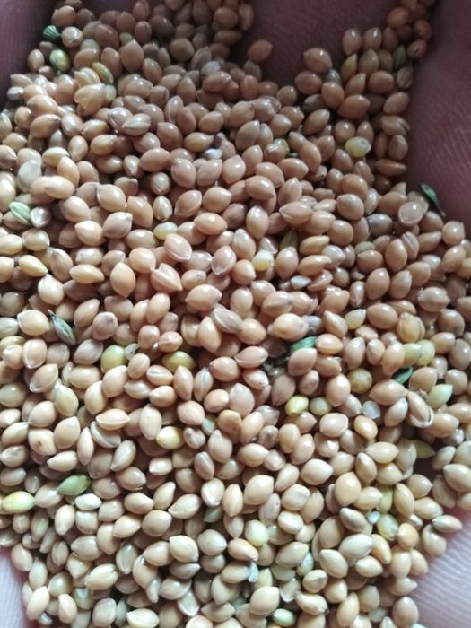 Proso czerwone białe żółte zielone i czarne