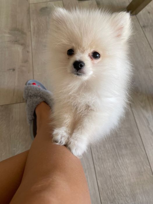 Злучка померанського шпіца