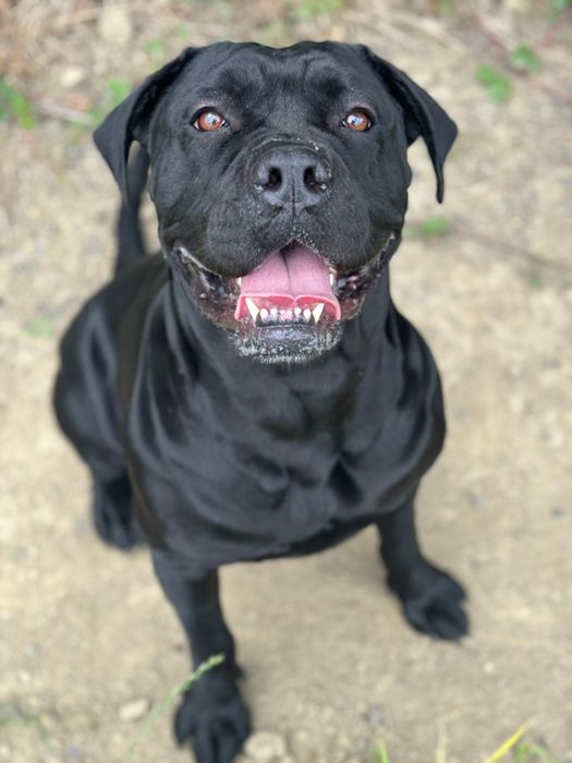Cane Corso Italiano Cachorrinho Macho, 12 semanas
