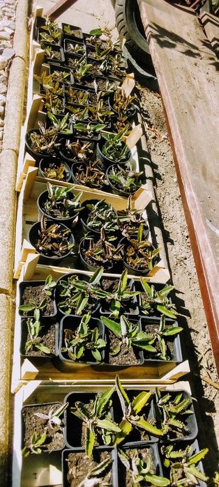 Wydam sadzonki Żyworódki pierzastej