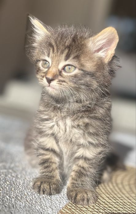 Кошеня Київський Шелкомур