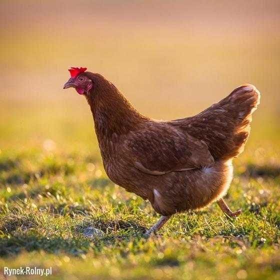 kury nioski młode z jajkiem dowóz