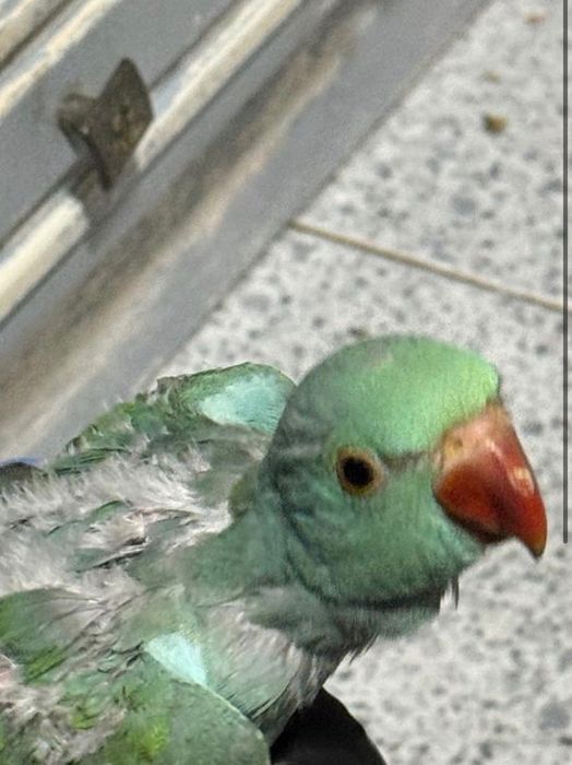 Ring neck domesticado 3 meses