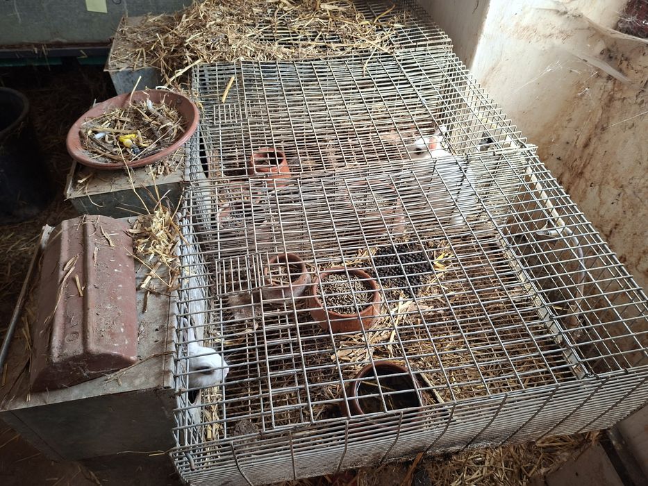 Gaiolas coelhos otimo negocio
