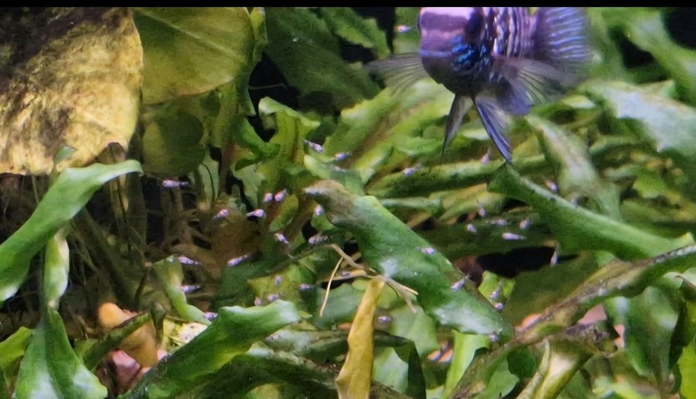 Aquario completo