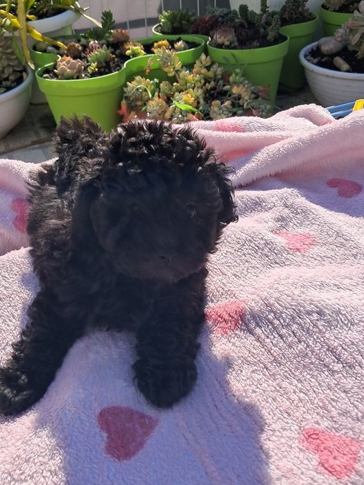 Caniche toy femea