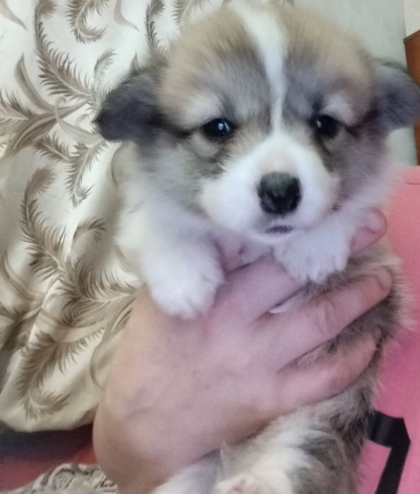 Хлопчик бобтейли рижо -білий