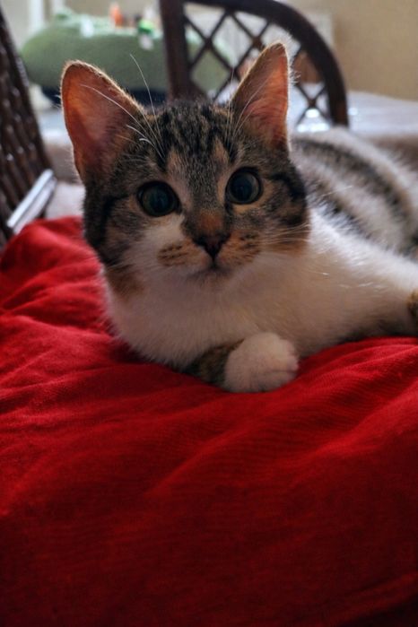 Freya szuka dobrego domku