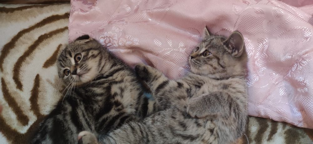 Котята шотландцы
