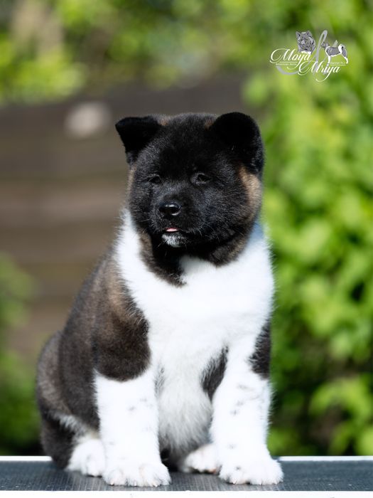 Американскька акіта/ американская акита / american akita