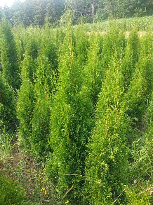 Żywotnik SMARAGD (TUJA SZMARAGD) wysokość 100-110 cm kopana z gruntu