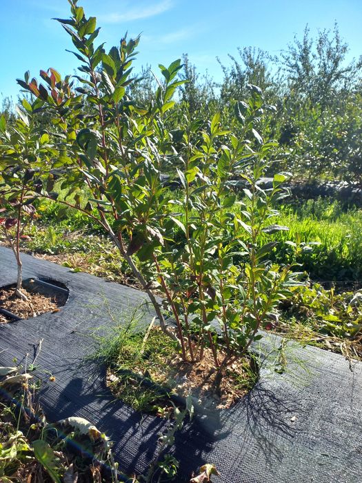 Promocja!!!Borówka Amerykanska Bluecrop, Bluegold, Chandler, Darrow,N